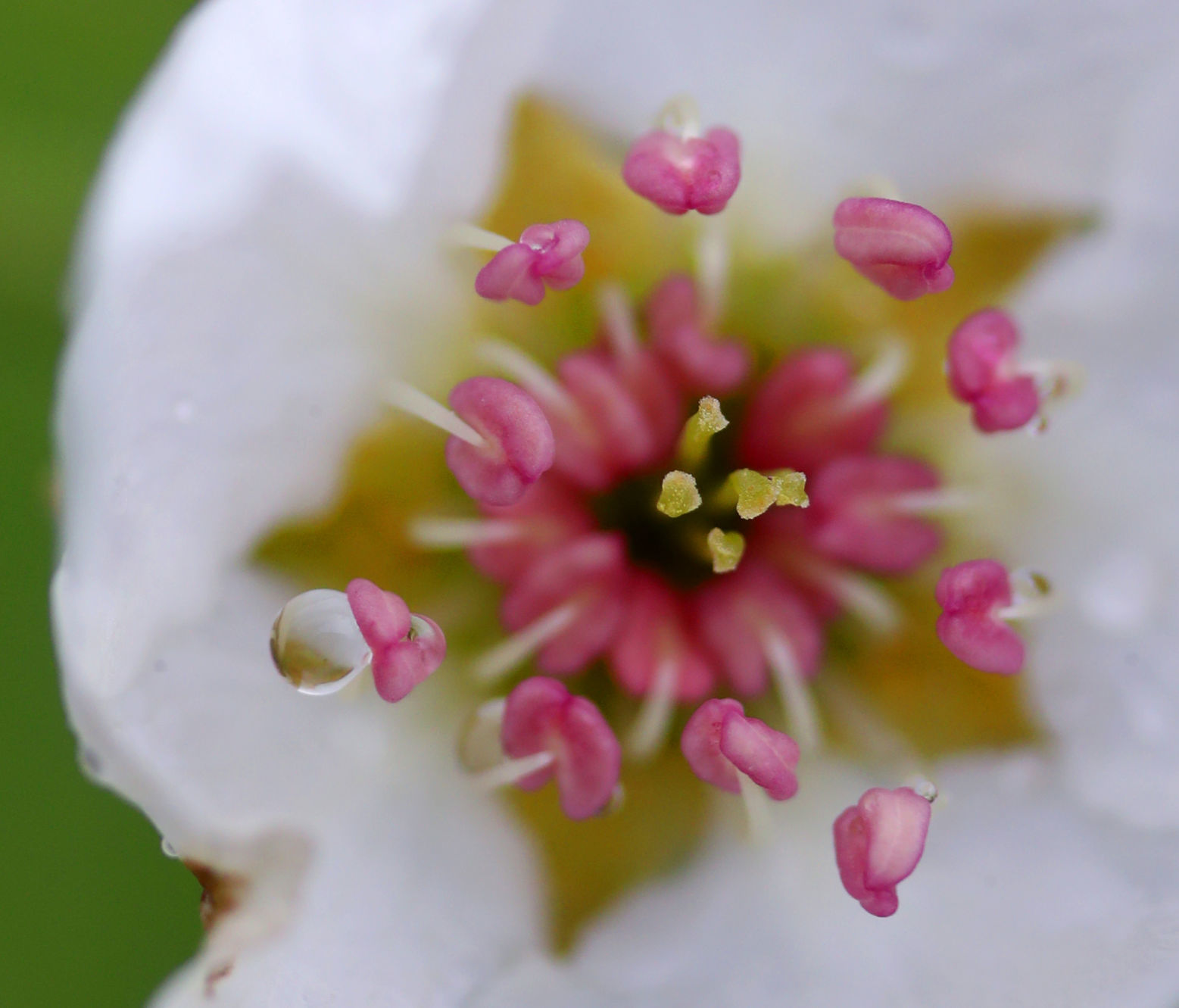 050520bp-home-pear-blossom-raindrop